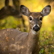 Doe staring into the camera