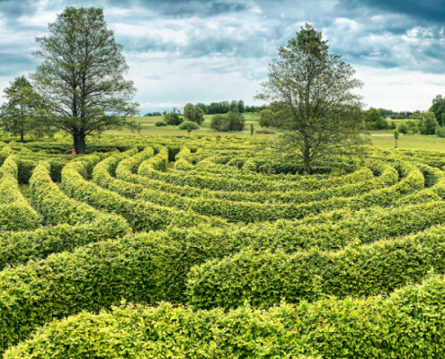 A green maze with two trees in the middle