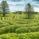 A green maze with two trees in the middle
