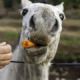 Horse chewing a carrot | The Problem With Letting Someone Else Hold the Carrot