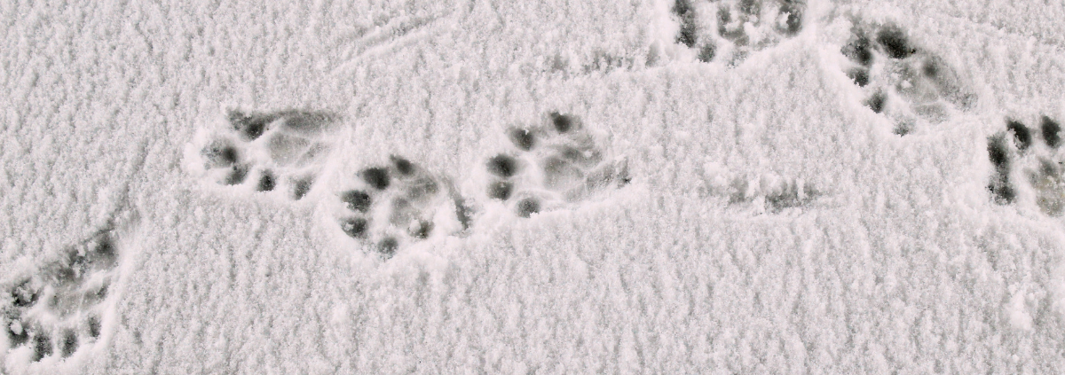 Animal prints in the snow | The Woozle Loop: How a False Belief Keeps You Stuck