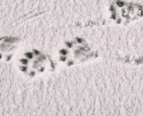 Animal prints in the snow | The Woozle Loop: How a False Belief Keeps You Stuck