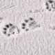 Animal prints in the snow | The Woozle Loop: How a False Belief Keeps You Stuck